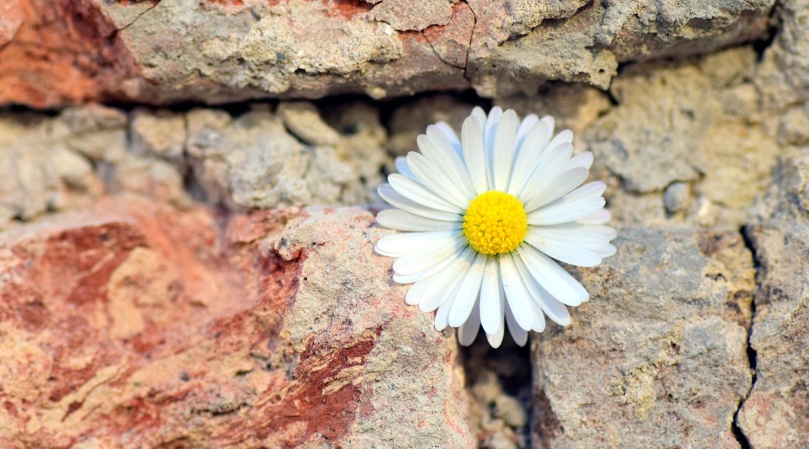 kwiatek w murze